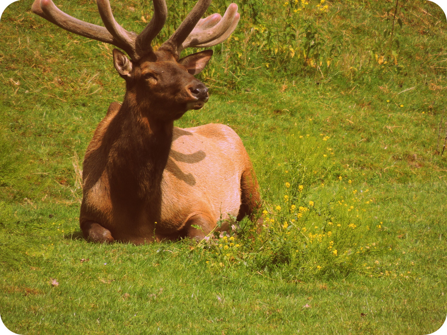 Wapiti