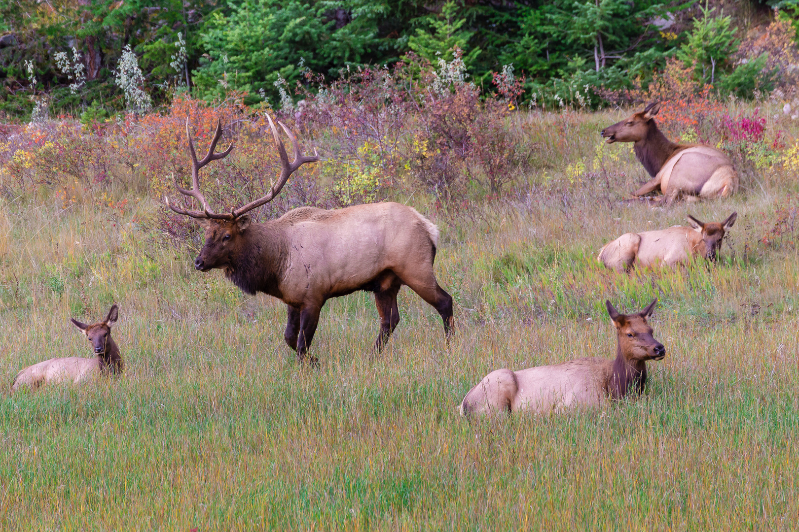 Wapiti Family