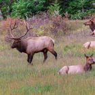 Wapiti Family