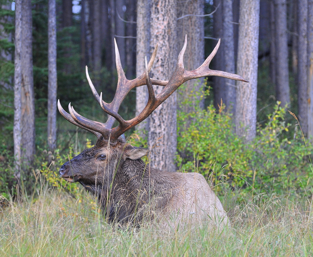 Wapiti Hirsch