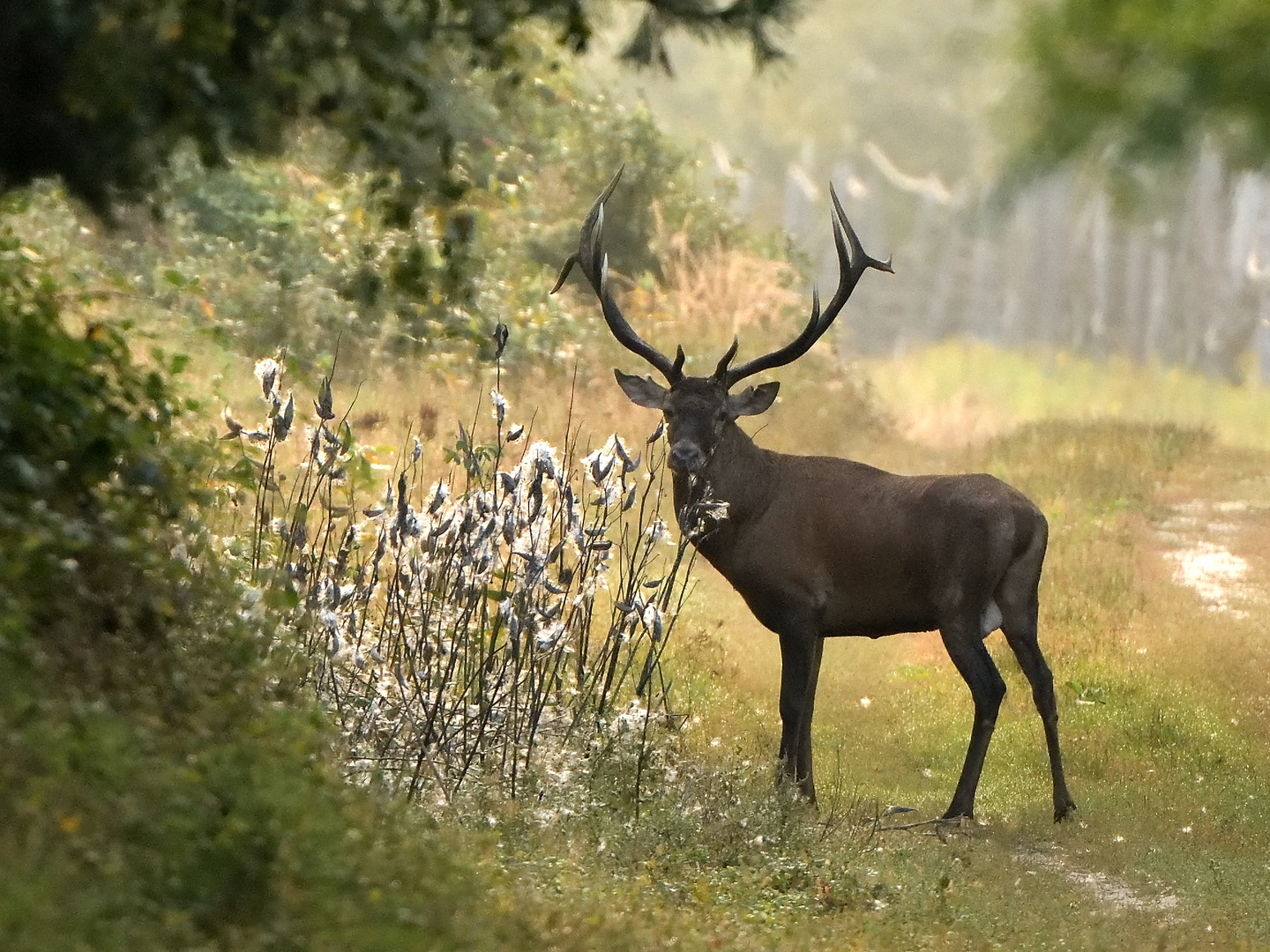 "Wapiti" Hirsch