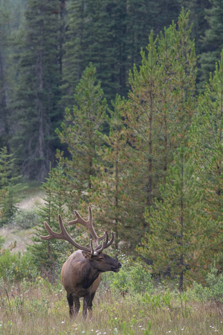 Wapiti-Hirsch (Banff-Nationalpark)