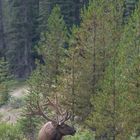 Wapiti-Hirsch (Banff-Nationalpark)