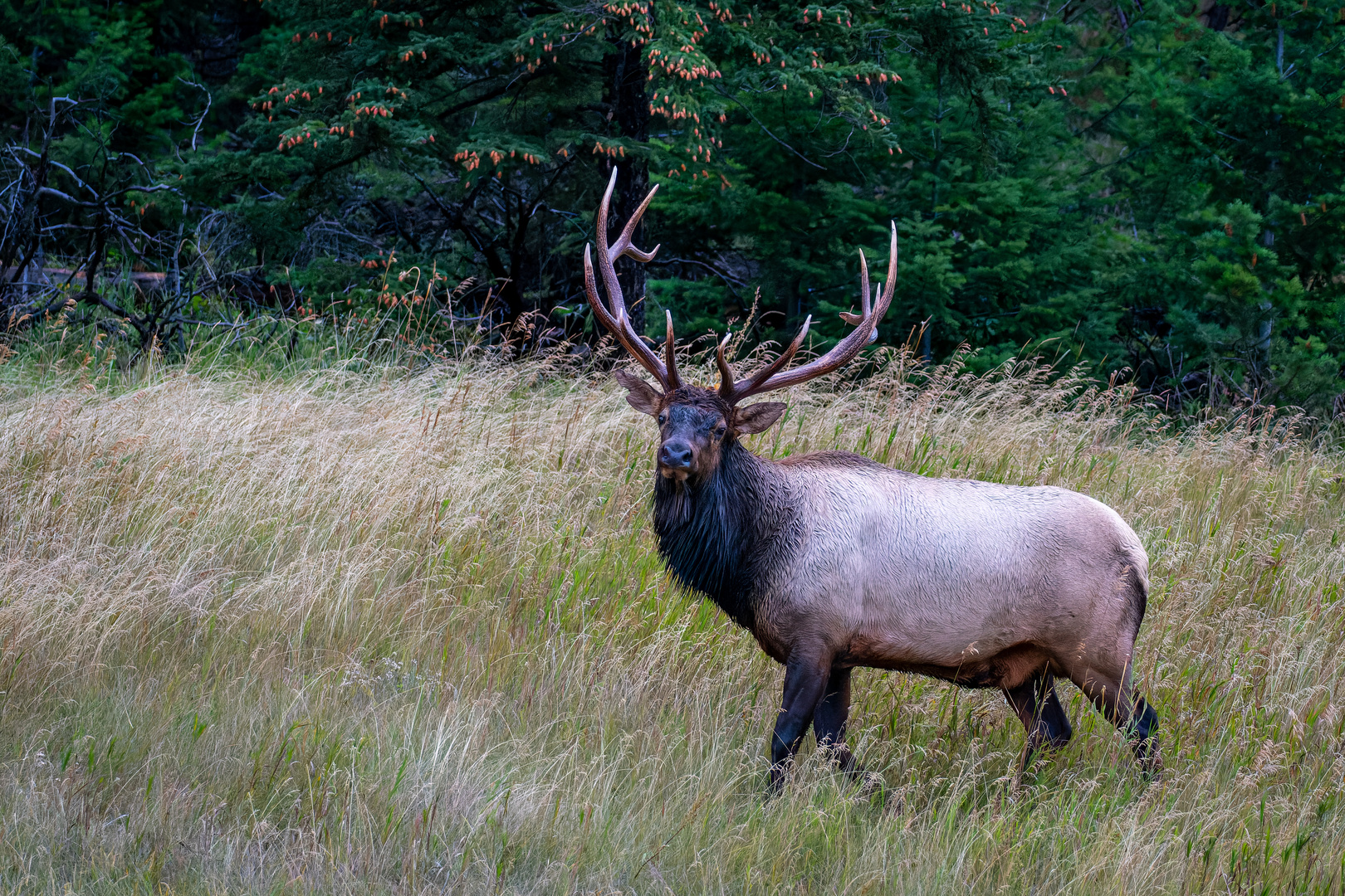 Wapiti Hirsch