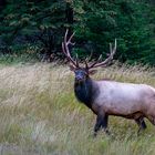 Wapiti Hirsch