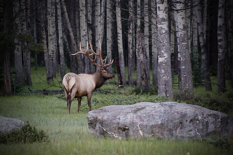 Wapiti-Hirsch (Cervus canadensis)