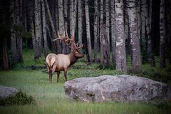 Wapiti-Hirsch (Cervus canadensis)