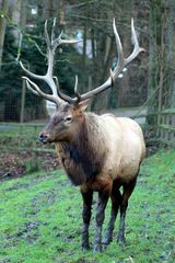 Wapiti Hirsch