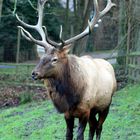 Wapiti Hirsch