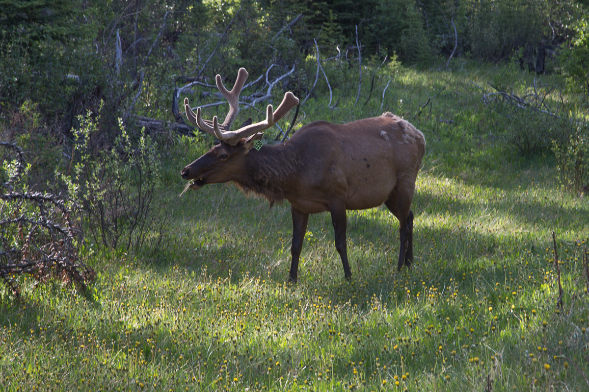 Wapiti Hirsch