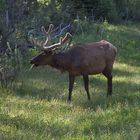 Wapiti Hirsch