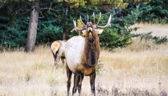 Wapiti Hirsch ruft seine Herdenmitglieder