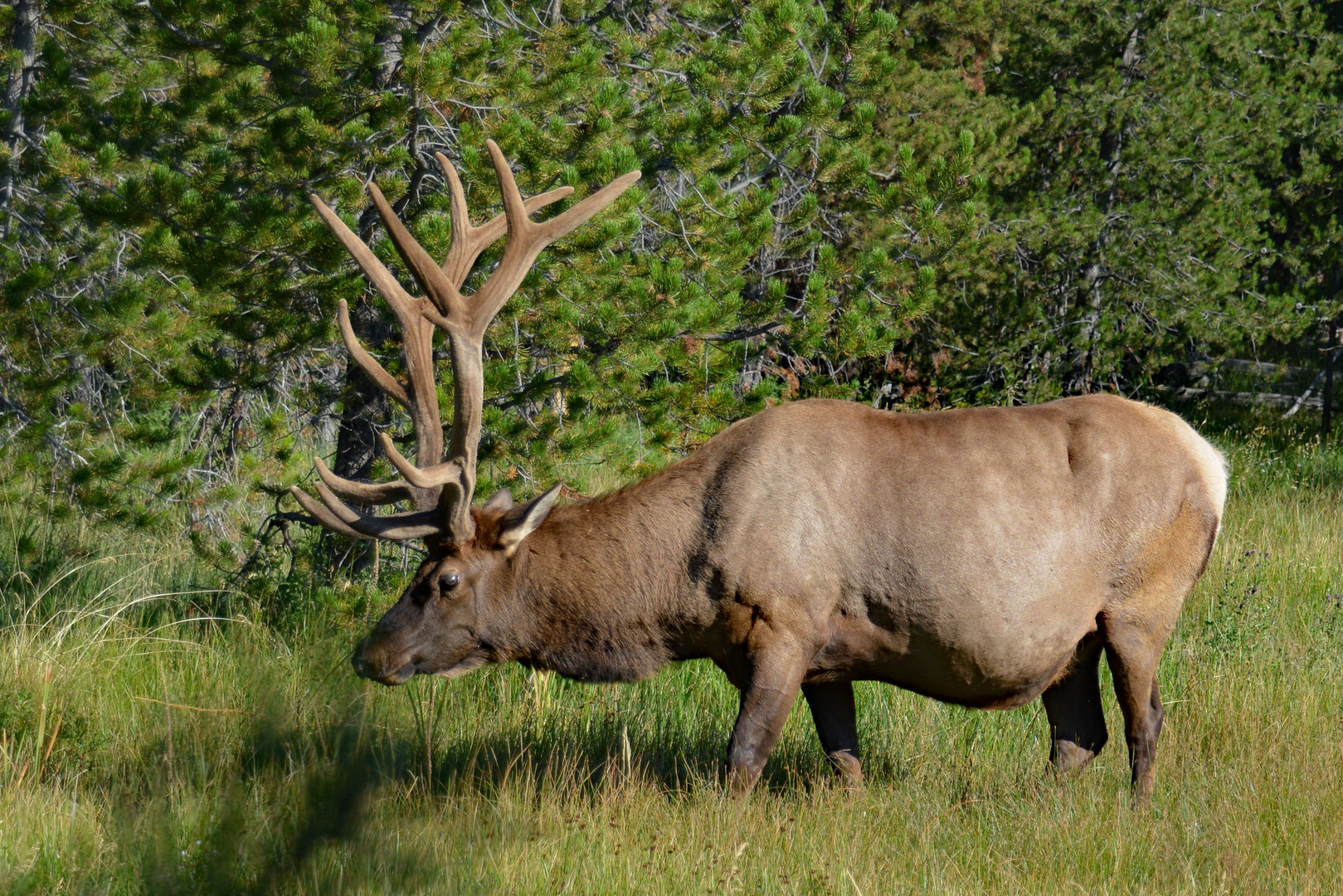 Wapiti-Hirsch - Yellowstone NP