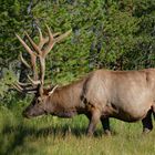 Wapiti-Hirsch - Yellowstone NP