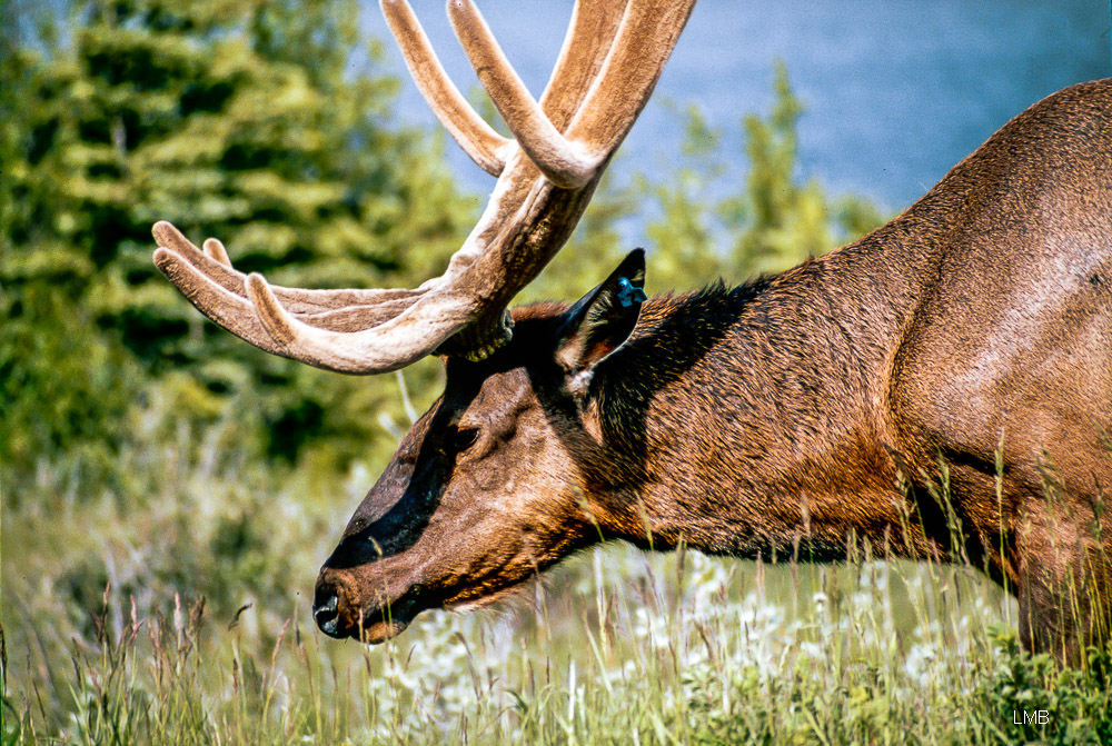 Wapiti Hirschbock