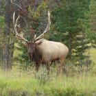 Wapiti im Banff NP