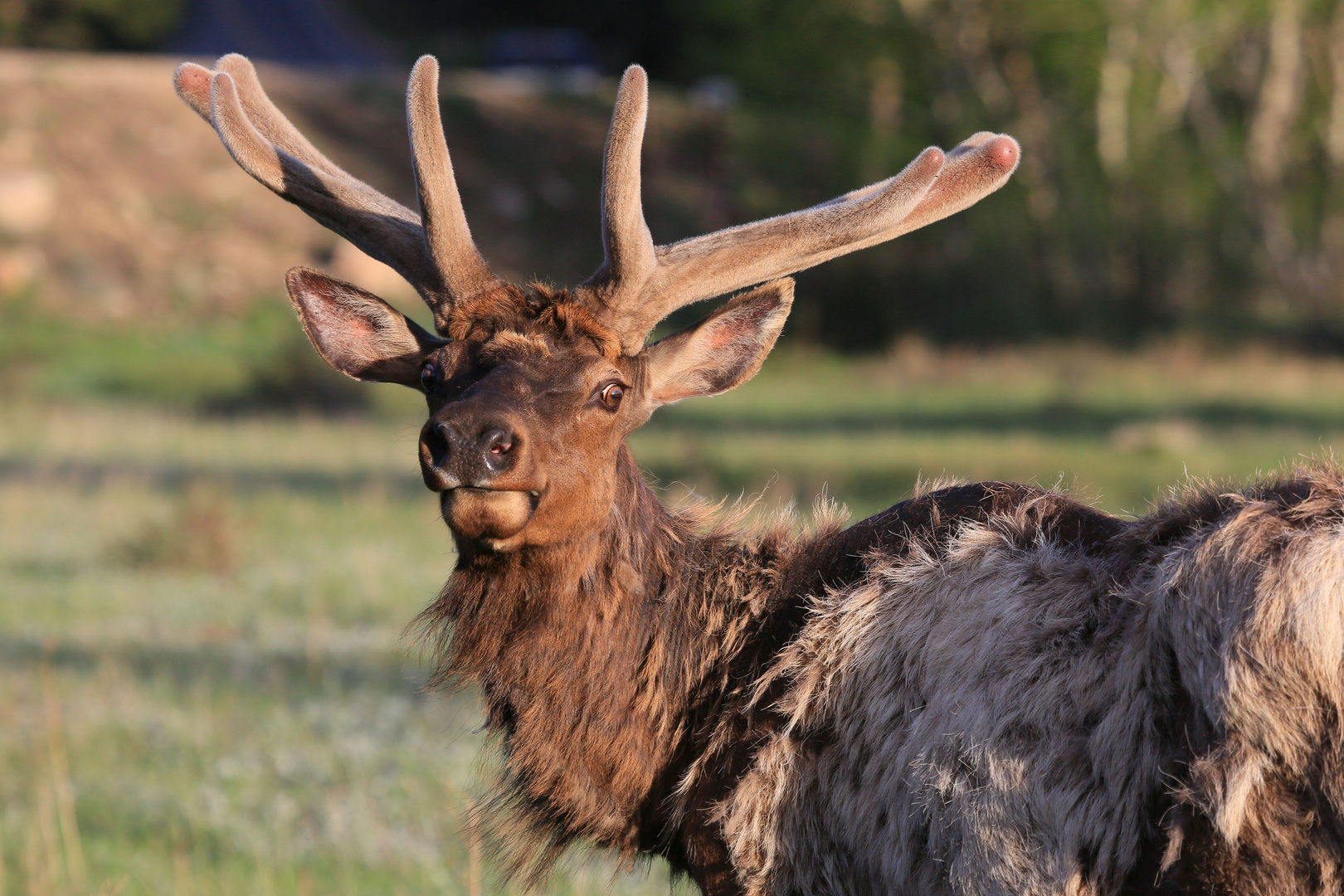 Wapiti im Fellwechsel