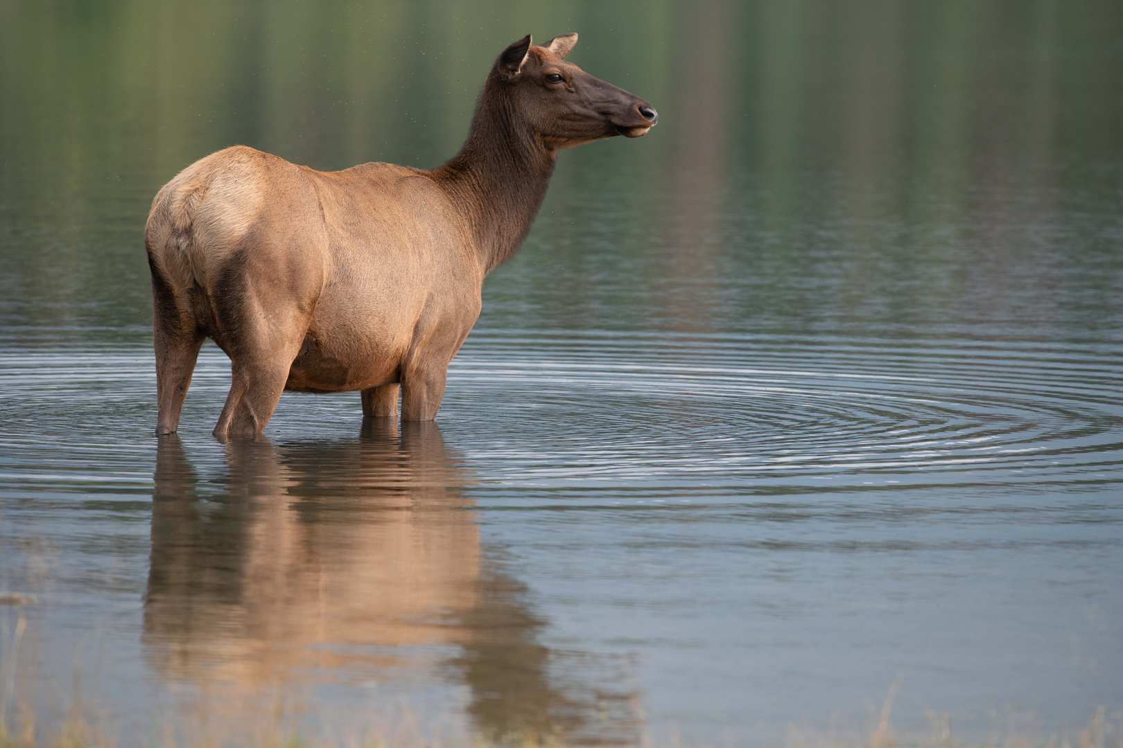 Wapiti im Wasser