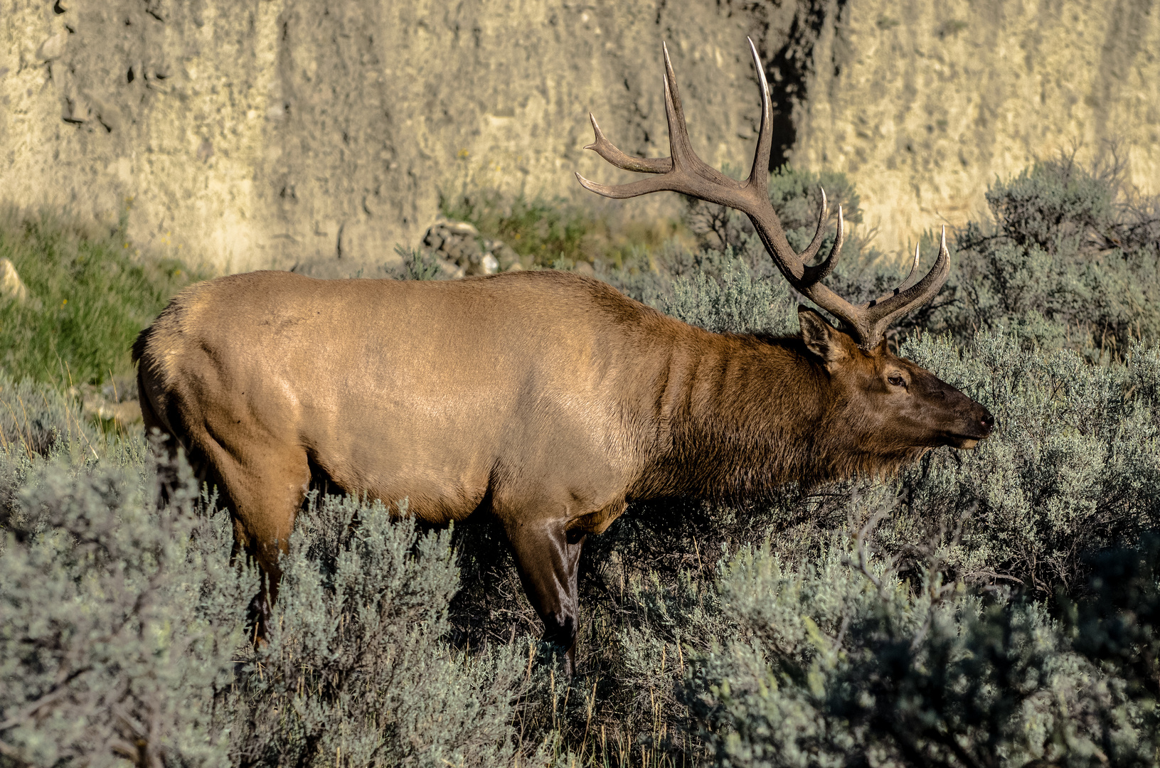 wapiti im yellowstone