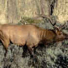 wapiti im yellowstone