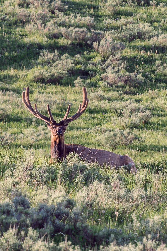 Wapiti im Yellowstone National Park