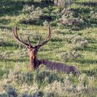 Wapiti im Yellowstone National Park