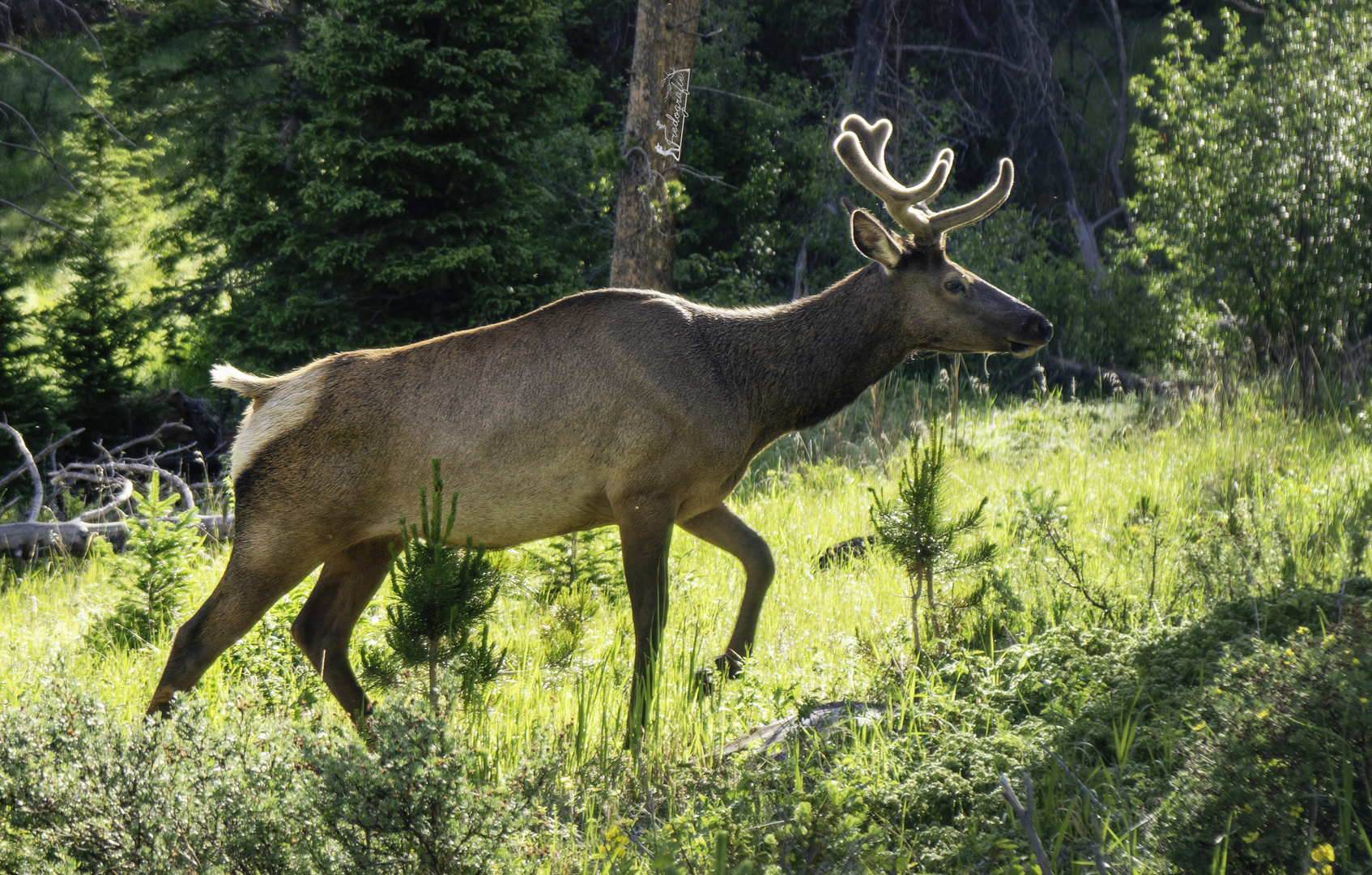 Wapiti im Yellowstone NP