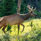 Wapiti im Yellowstone NP