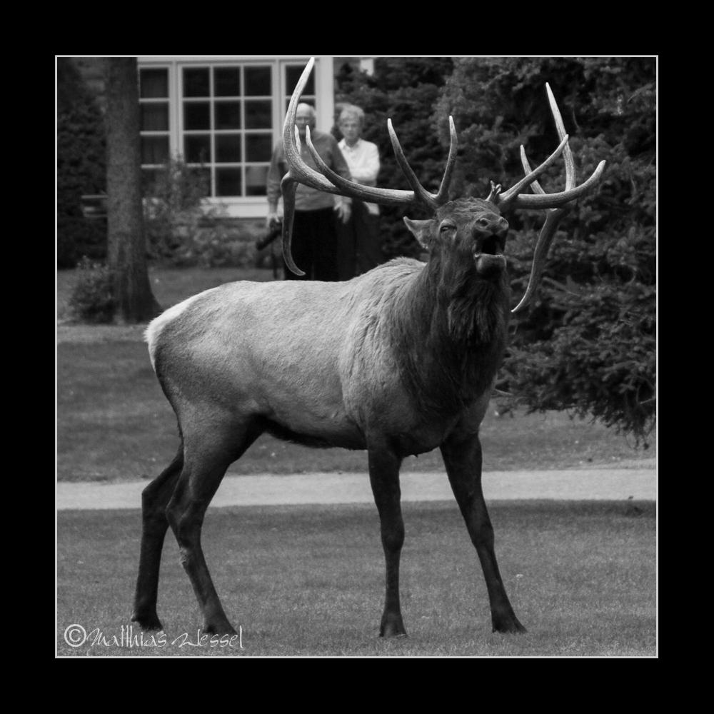 Wapiti in der Eigenheimsiedlung, Jasper Nationalpark (KAN)