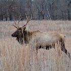 Wapiti in Kentucky (Land between the lakes)