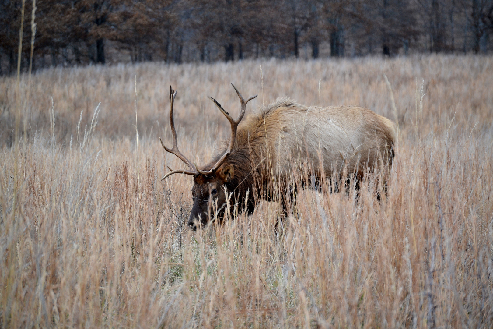 Wapiti in Kentucky (Land between the lakes)