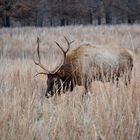 Wapiti in Kentucky (Land between the lakes)