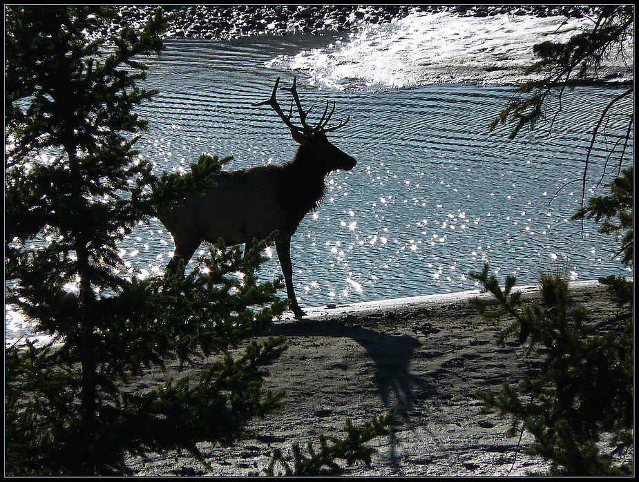 Wapiti - Jasper Nationalpark