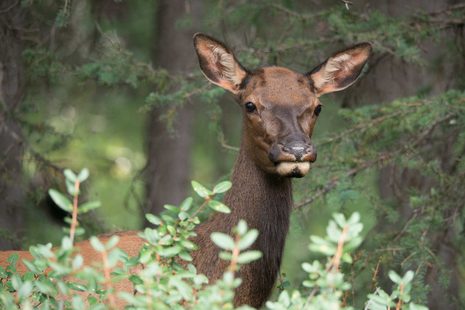 Wapiti, Kanada