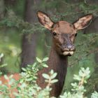 Wapiti, Kanada