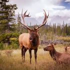 Wapiti mit vier Kühen