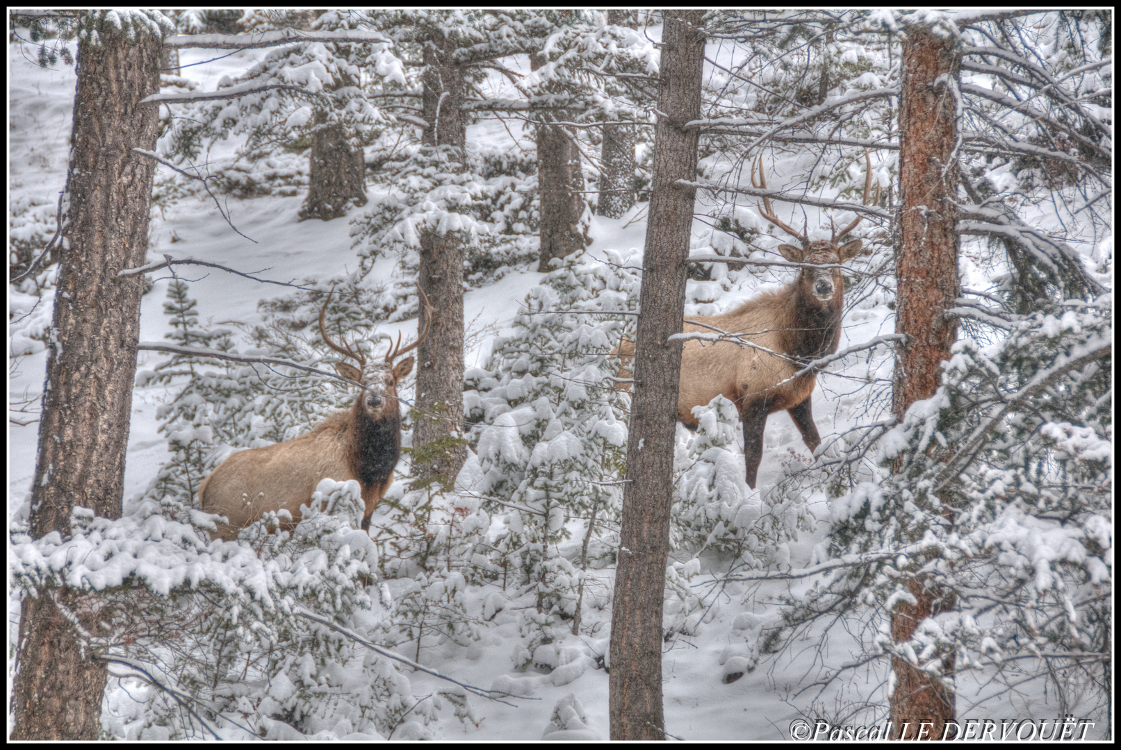 Wapiti . Rocky mountains . Canada .