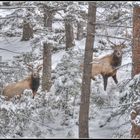 Wapiti . Rocky mountains . Canada .