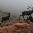 Wapiti Trail Sculpture Jackson Hole