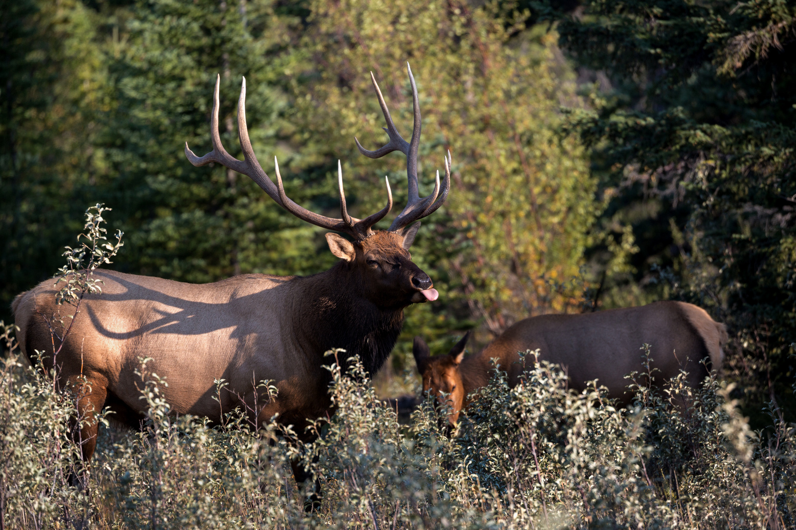 Wapiti wildlife