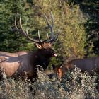 Wapiti wildlife