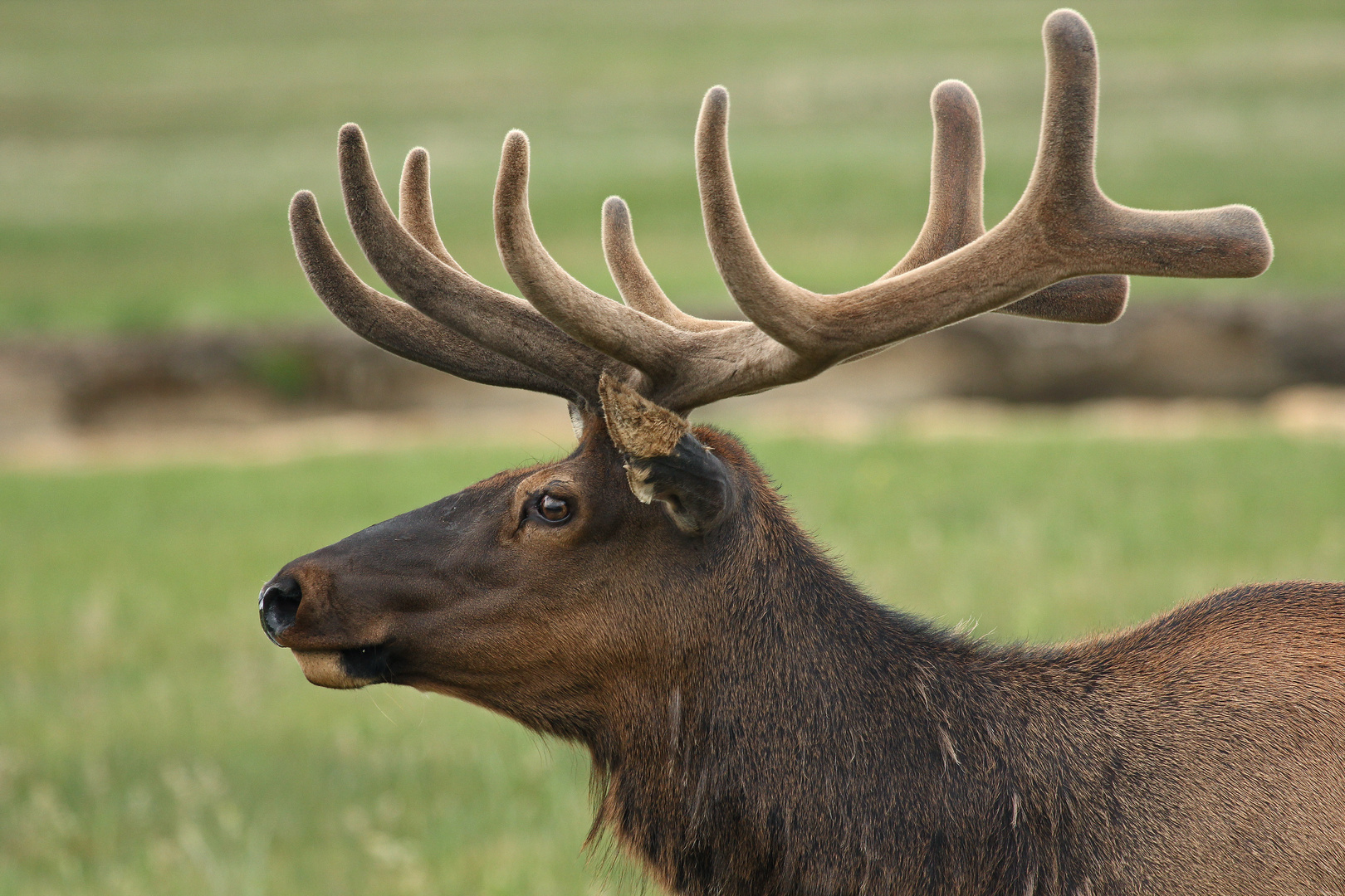 Wapiti (Yellowstone NP)