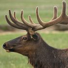 Wapiti (Yellowstone NP)