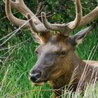 Wapiti_1