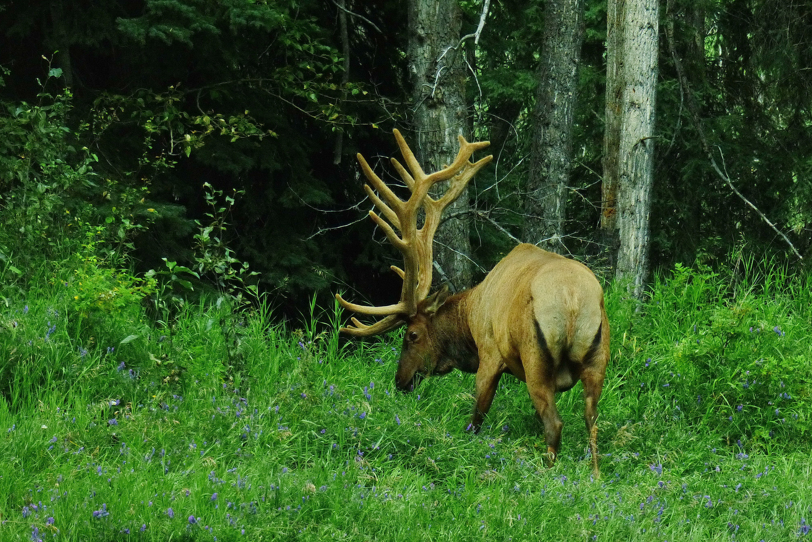 Wapitihirsch   Alaska