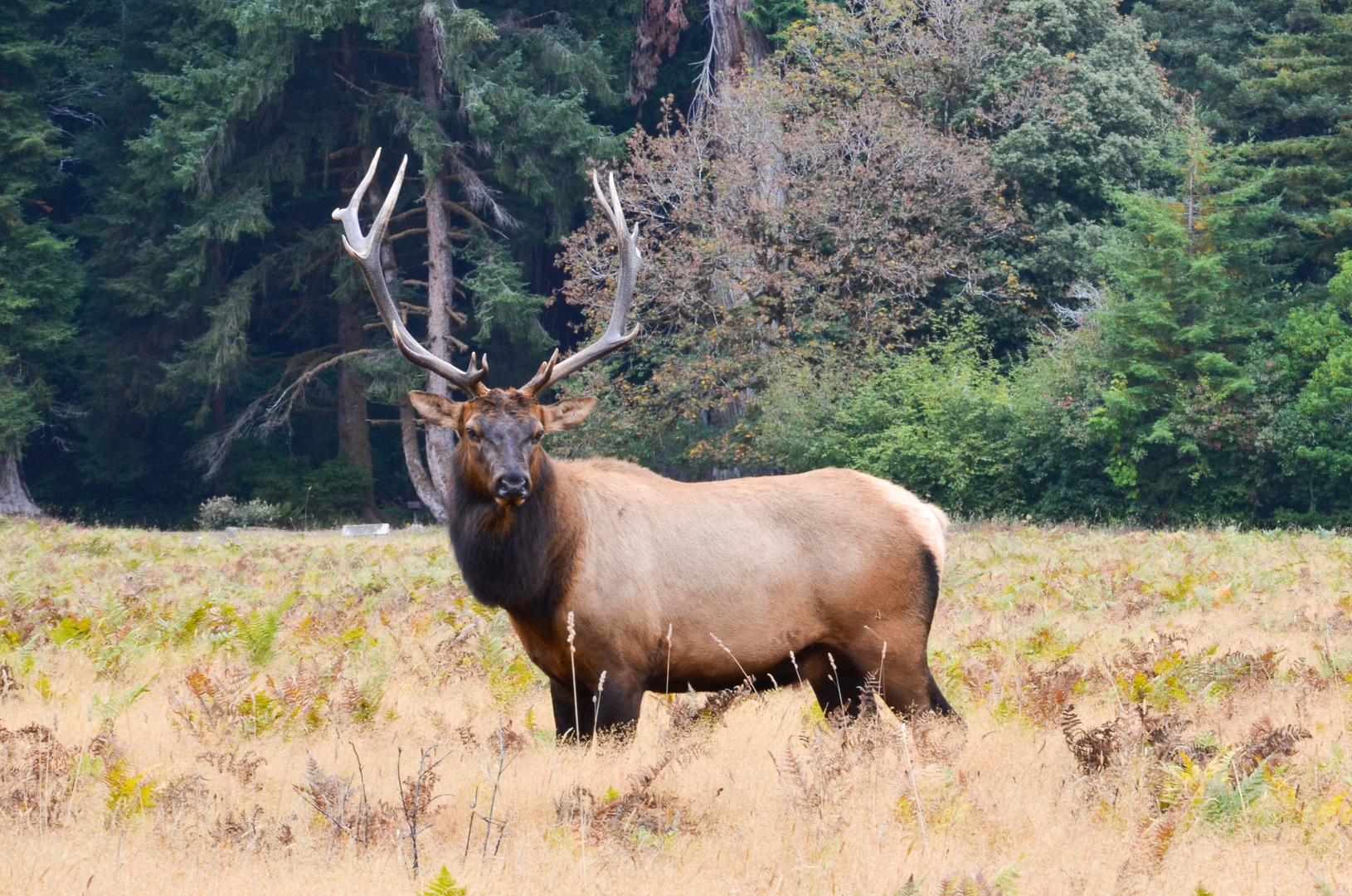 Wapitihirsch im Humboldt County