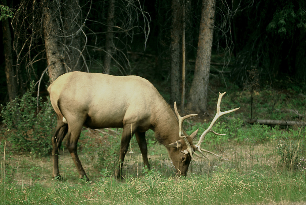 Wapitihirsch in der Feistzeit im Banf Nationalpark