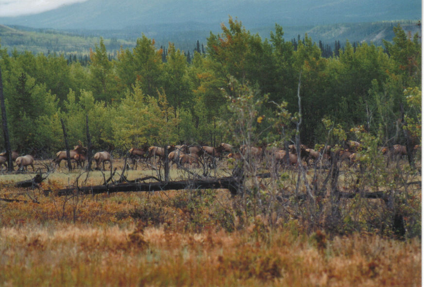 Wapitis am Alaska Highway