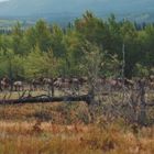 Wapitis am Alaska Highway