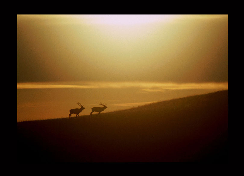 Wapitis in der Morgensonne "Wind Cave National Park"